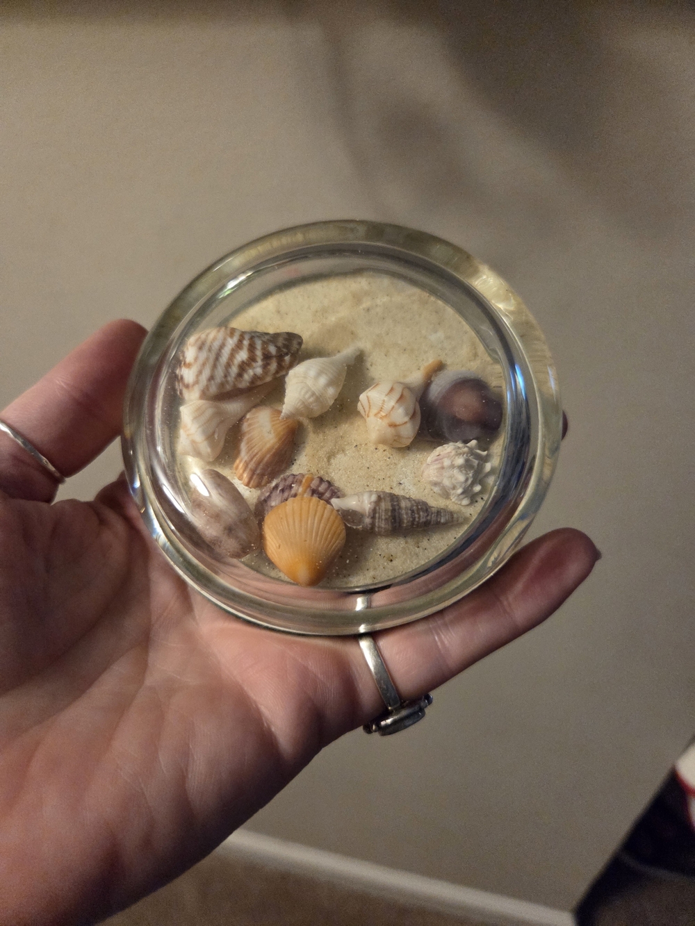 Vintage glass dome sea shell paperweight desk office decor